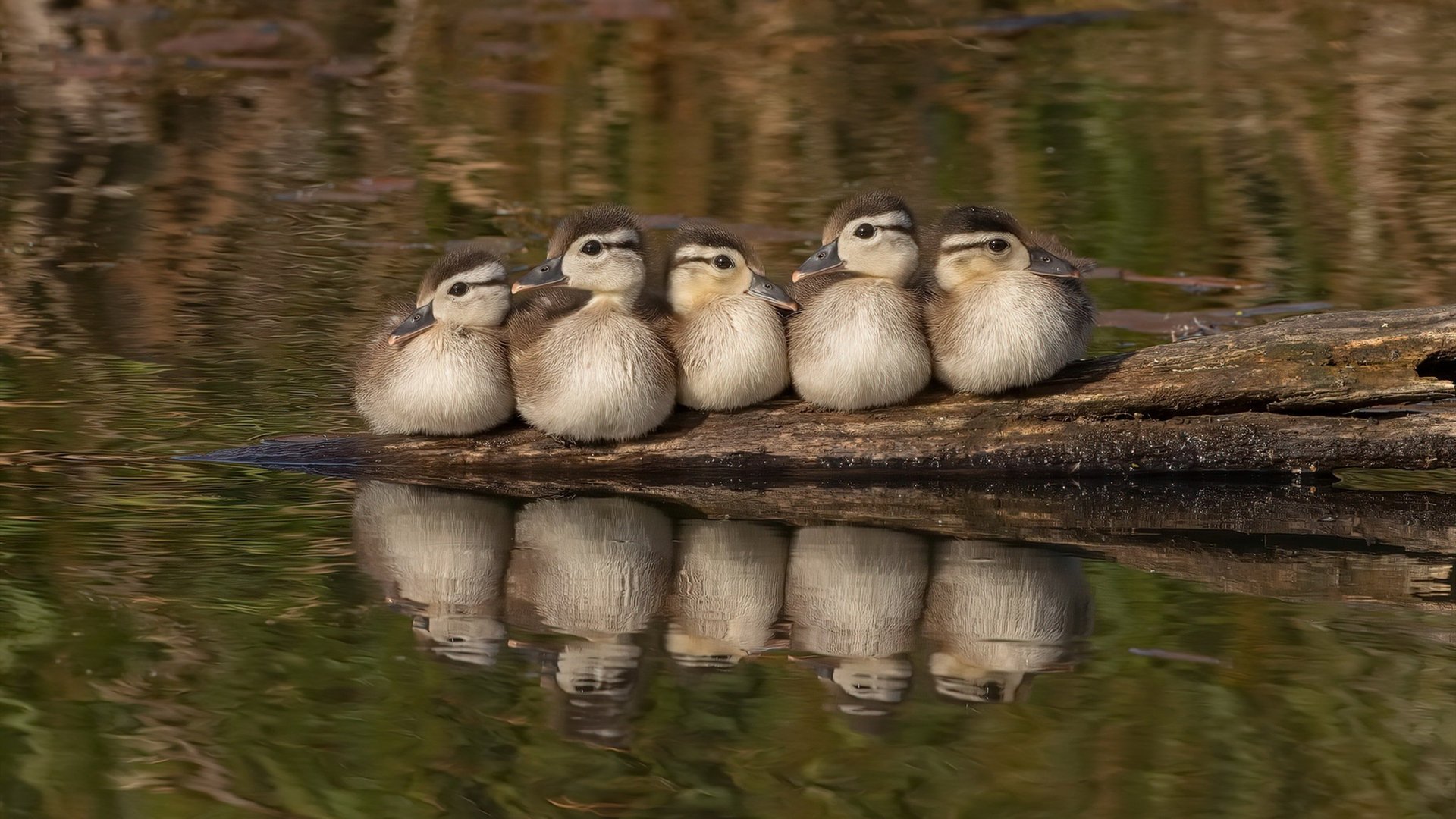 战术棋局，佩雷兹关键一着，梅赛德斯险胜红牛