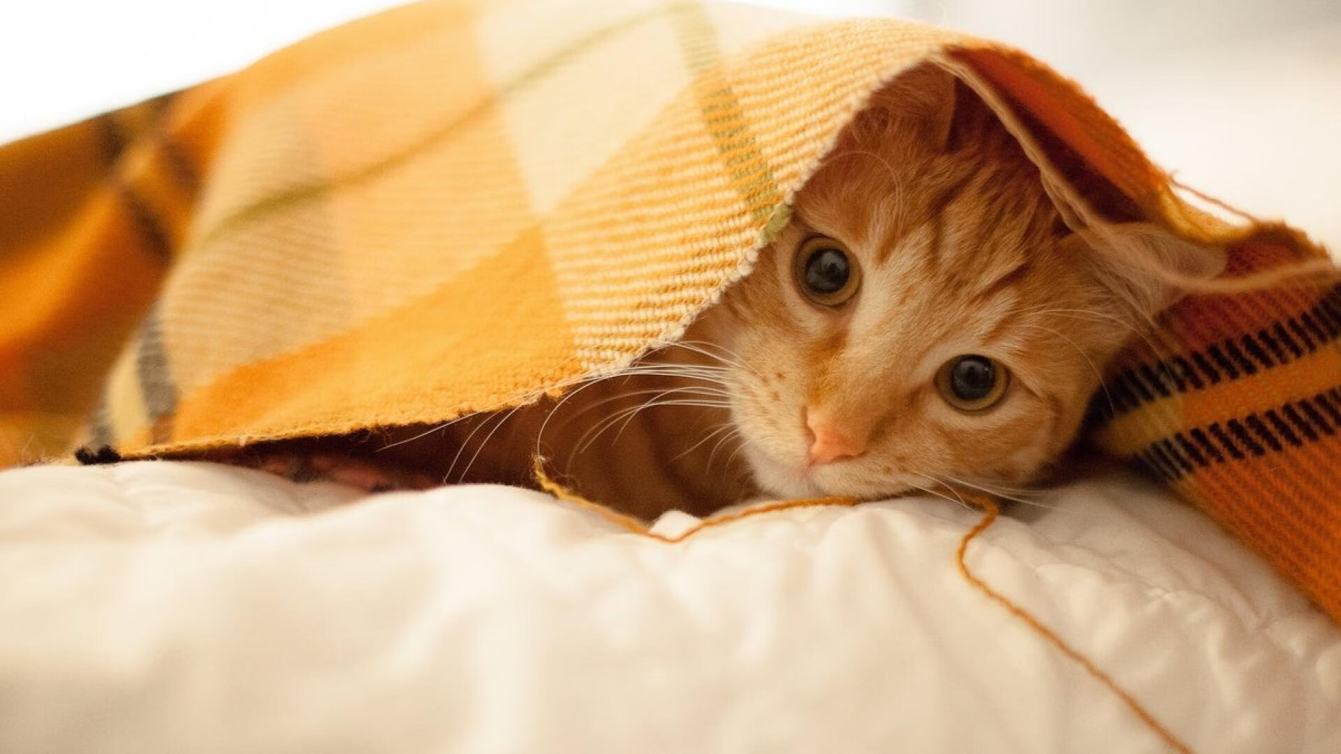 爱游戏官网-团队之翼，个人之巅，鲁德关键制胜，联合杯轻取澳网劲敌