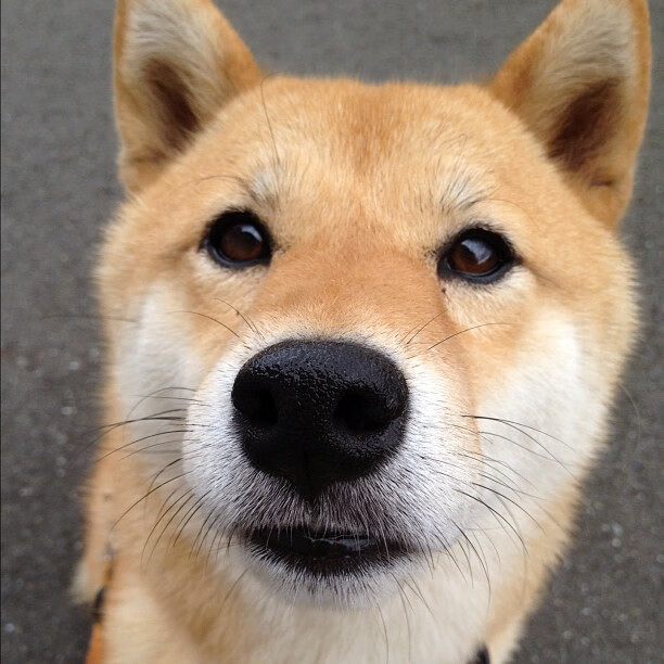 南北横扫，广东队碾压青岛，字母哥隔空诠释领袖本色