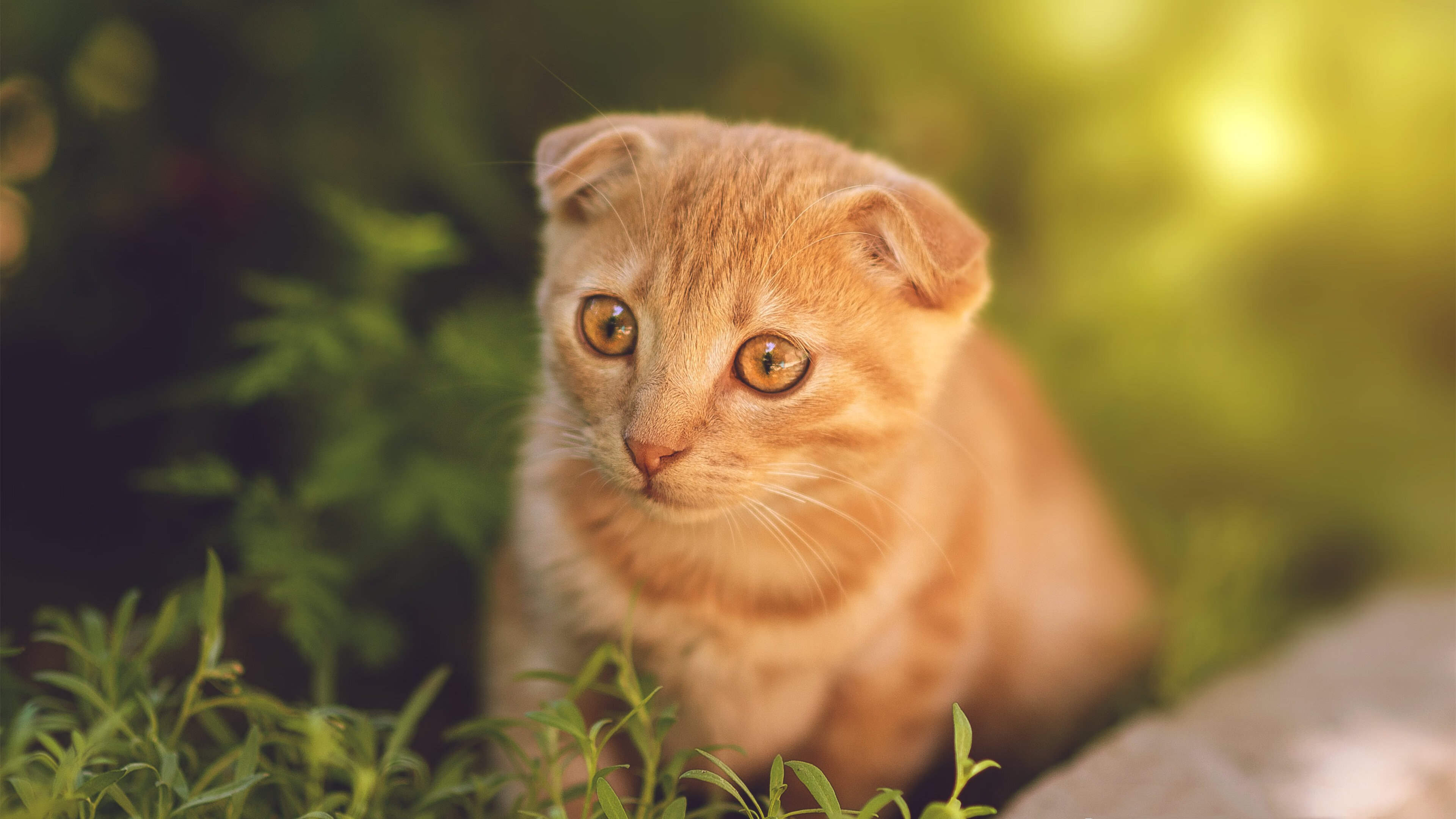 爱游戏大厅-冰与火之歌，柏林之战，罗德里戈的足球与抉择