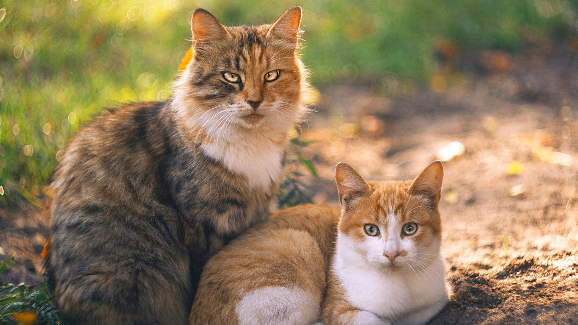 终场哨响前,尤文图斯在抢七式决战中对韩国足球的体系压制