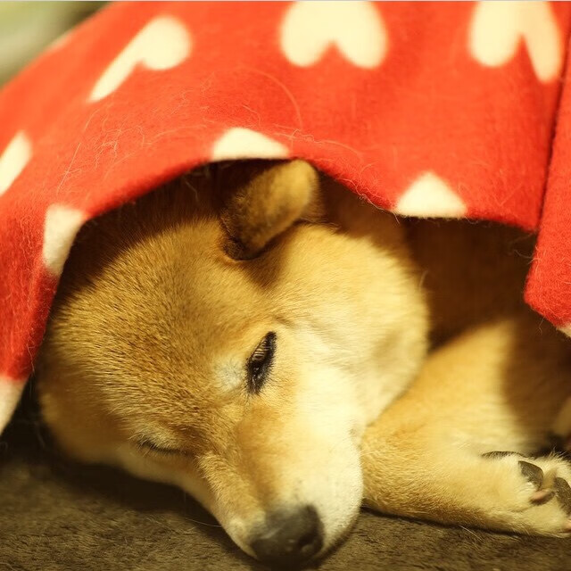 当他倒下时，命运的天平开始倾斜，苏亚雷斯制造的伤口，终由塞内加尔的汗水缝合