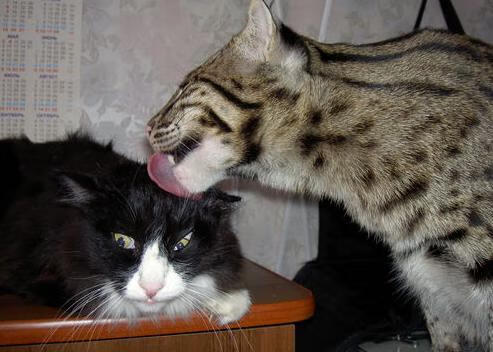 赛后评分拉满的字母哥？可今晚是勇士打鹈鹕啊！