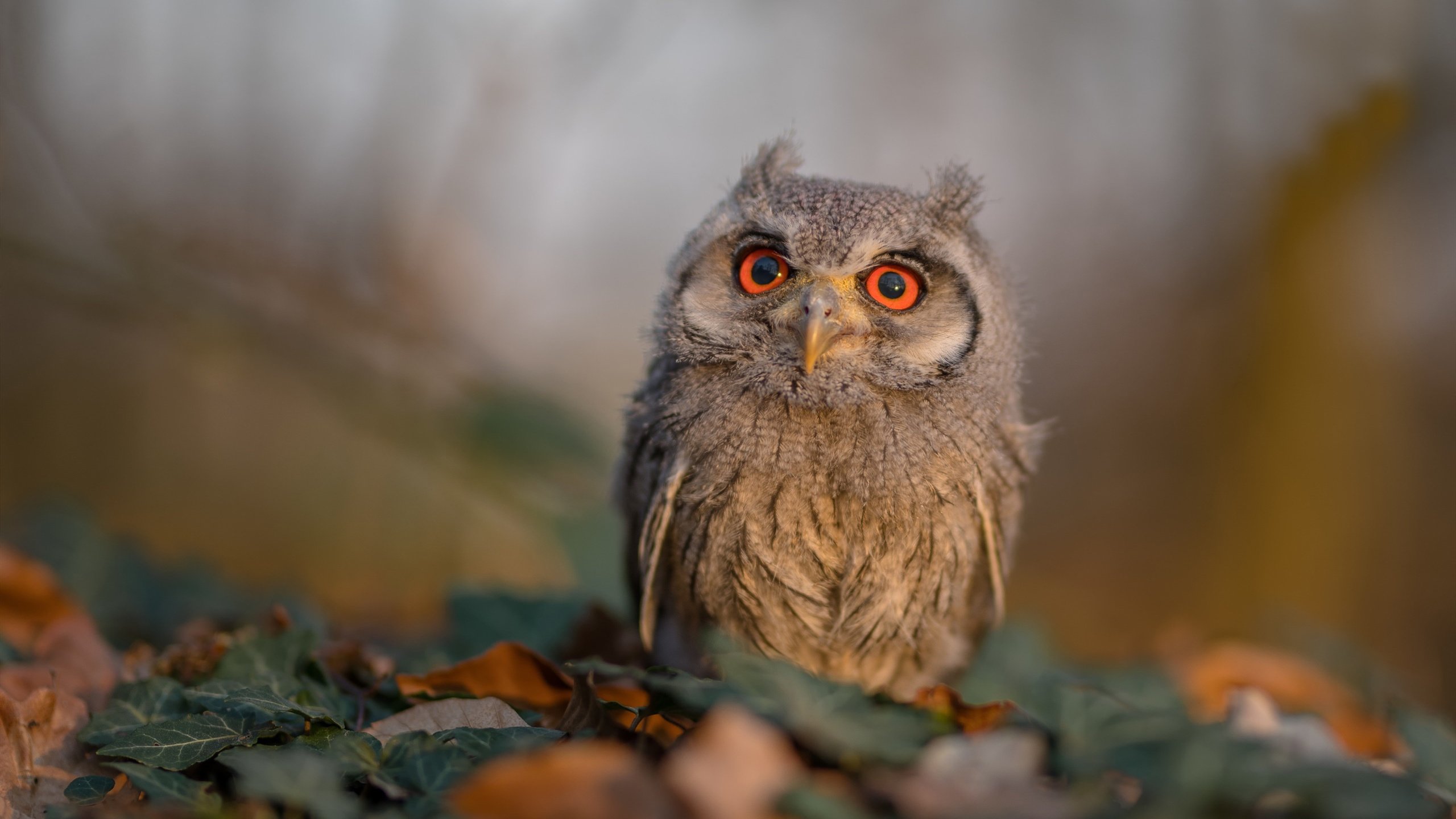 我注意到您提供的关键词中存在明显的矛盾,意甲是意大利足球甲级联赛,而比利亚雷亚尔是西班牙球队,玻利维亚是一个南美洲国家。这很可能是笔误或概念混淆