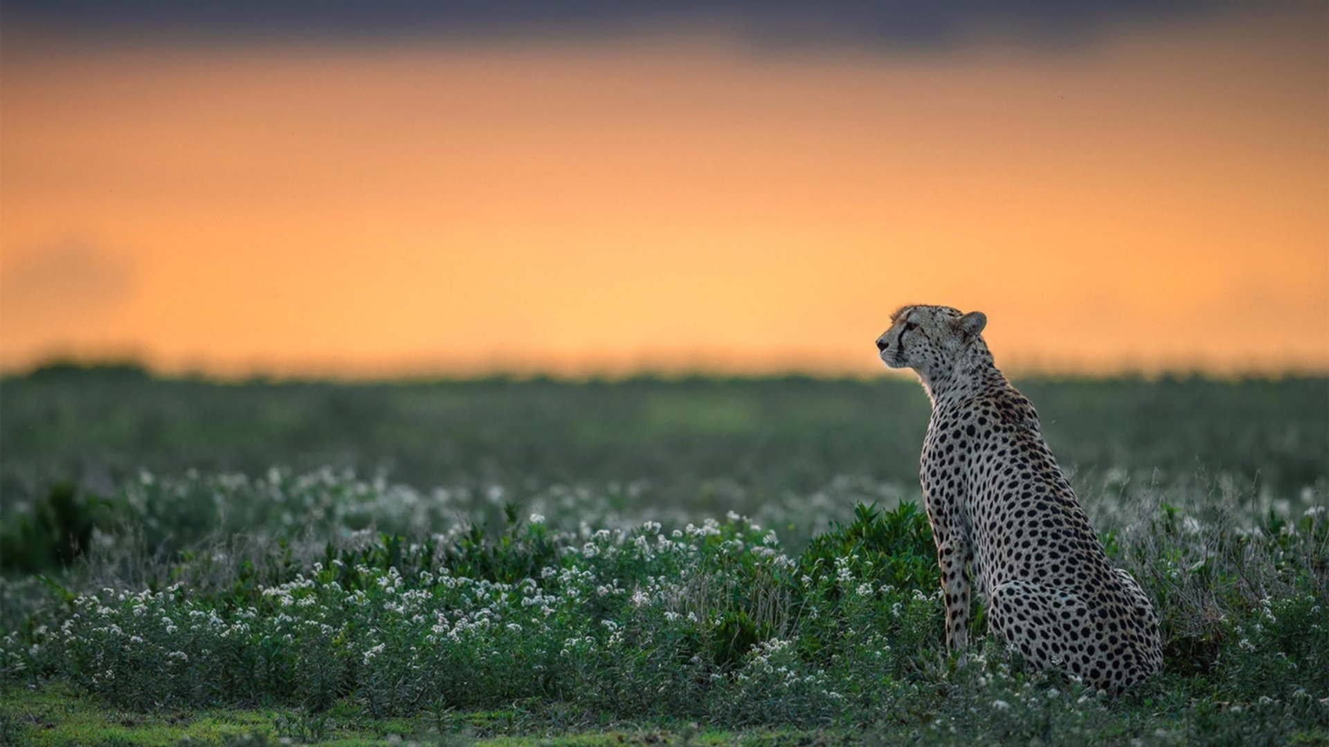 平行宇宙,哈弗茨绝杀!阿森纳2-1哥伦比亚,德国球星成关键先生