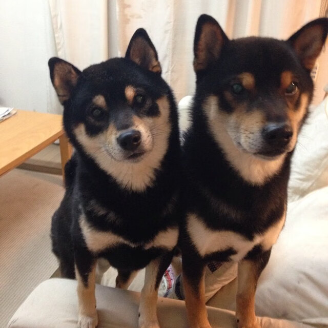 唯一横跨太平洋的对决，广厦关键战突围灰熊，保罗进攻端无人可挡