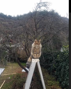 北欧冰封绿岛,阿圭罗一箭定乾坤,芬兰战术压制爱尔兰