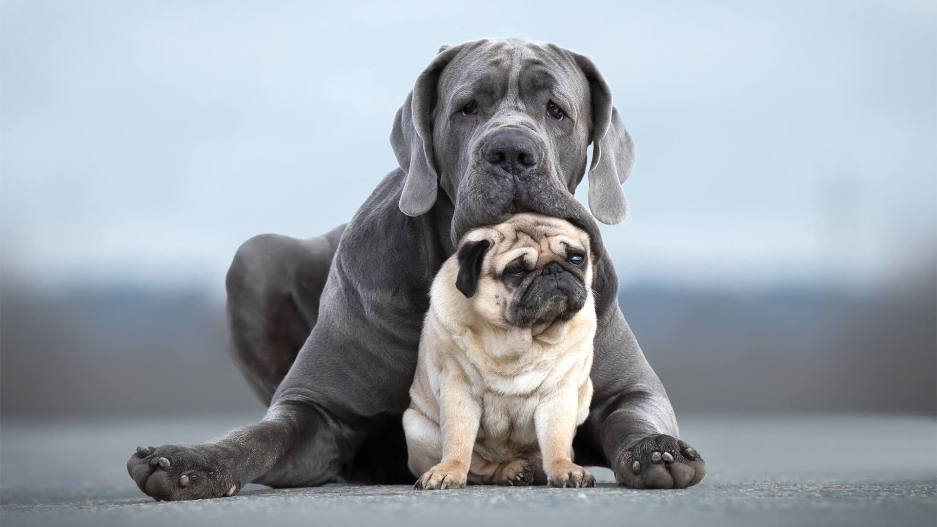 爱游戏大厅-贝林厄姆时刻，当多特蒙德的心脏，跳动在塞内加尔与比利亚雷亚尔的边界上