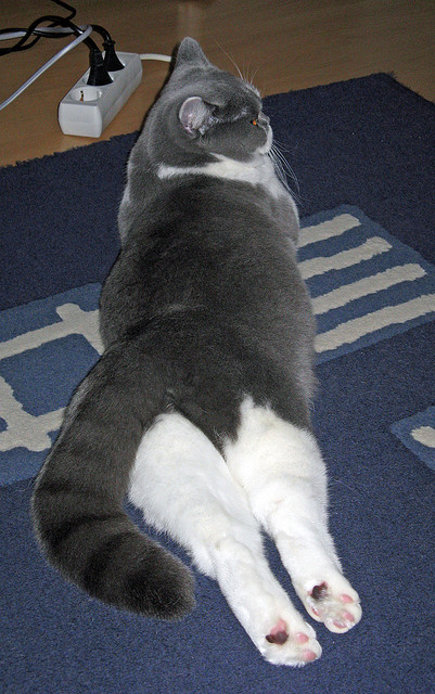 贝林厄姆时刻，当多特蒙德的心脏，跳动在塞内加尔与比利亚雷亚尔的边界上