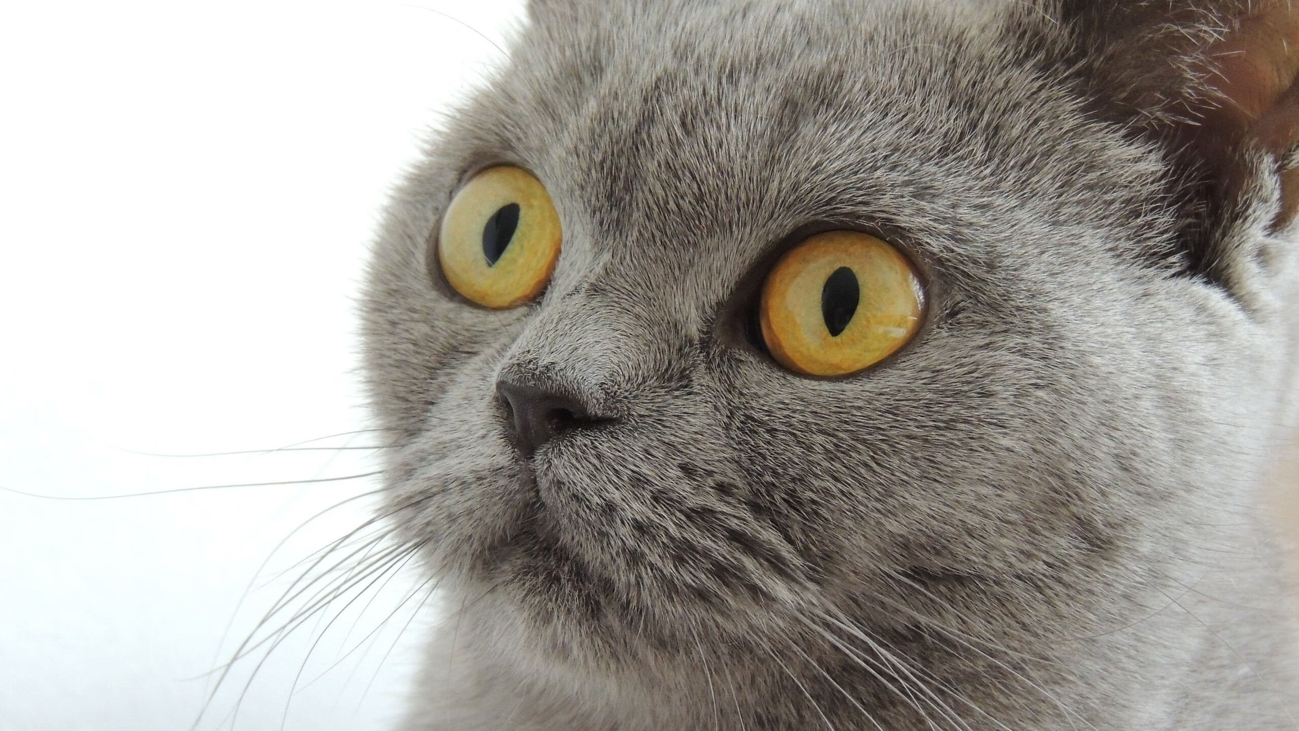 爱游戏APP-稳如磐石，奇兵天降—马刺团队篮球的胜利与英格拉姆的闪耀时刻