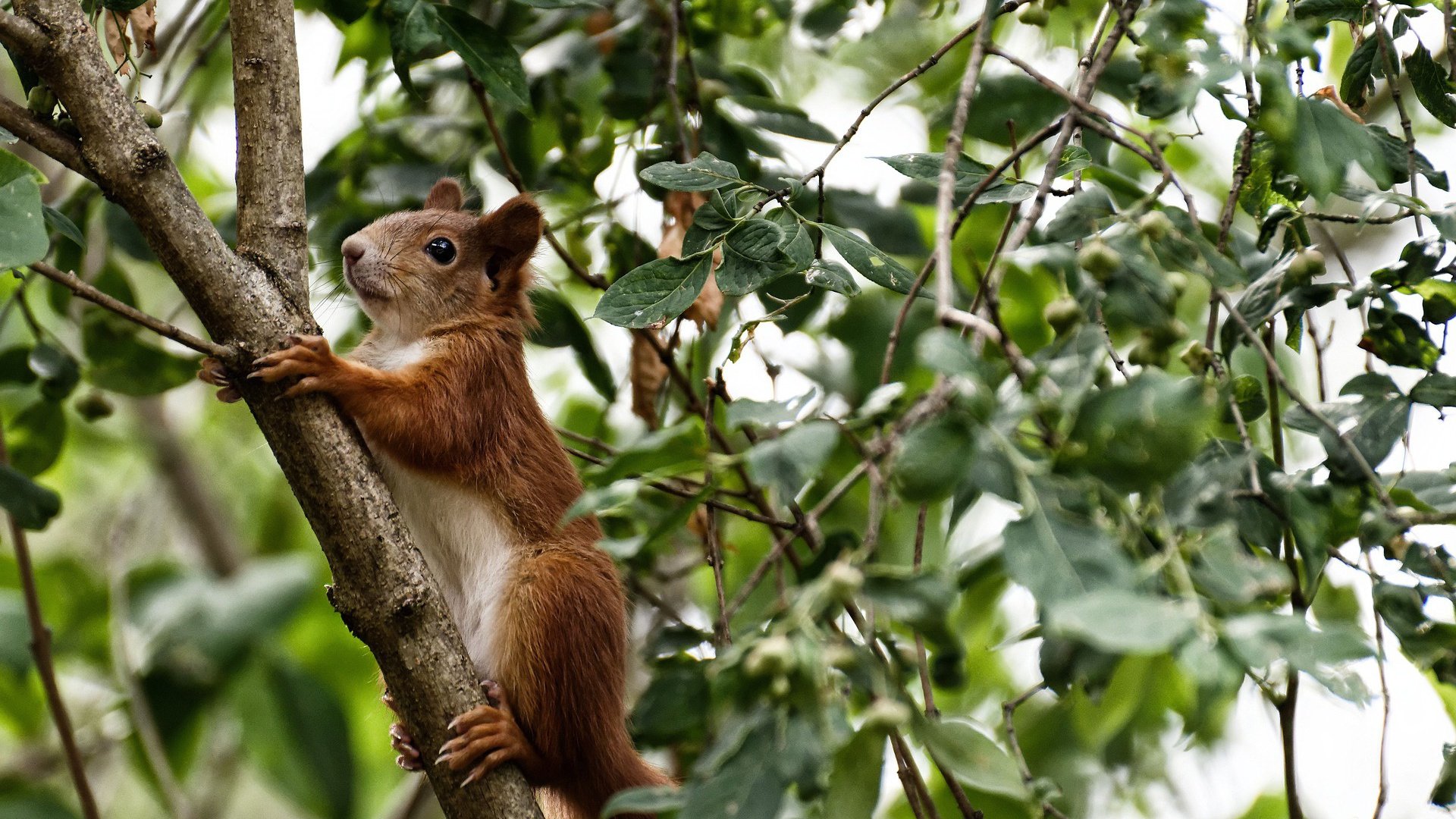 爱游戏入口-末节狂潮，爱德华兹独揽18分冰封深圳，奇才上演惊天逆转