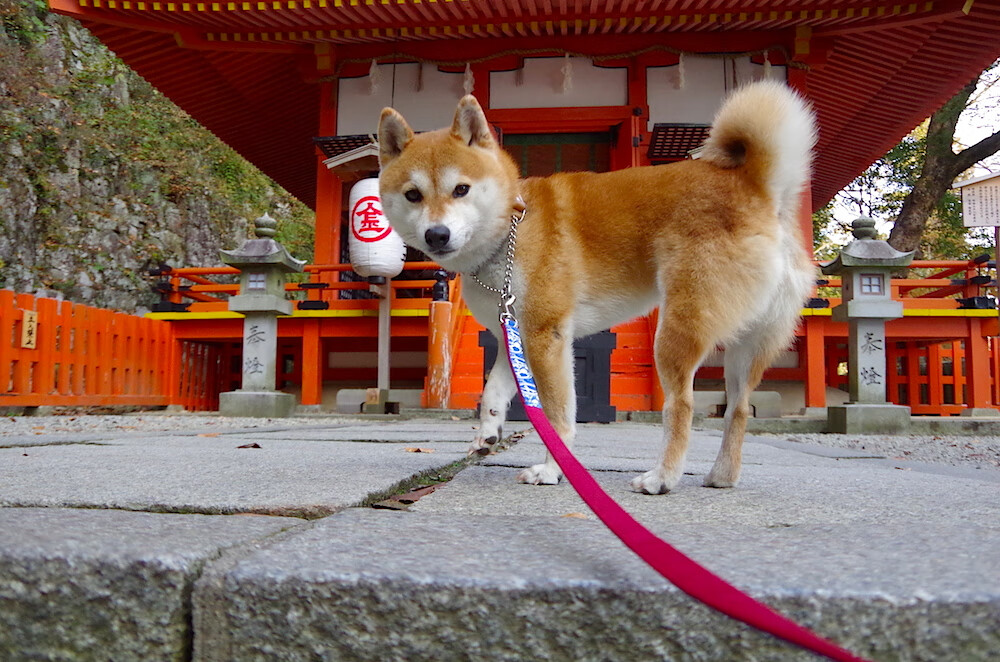 约基奇旁观者清，当浙江队用无我篮球轻取猛龙
