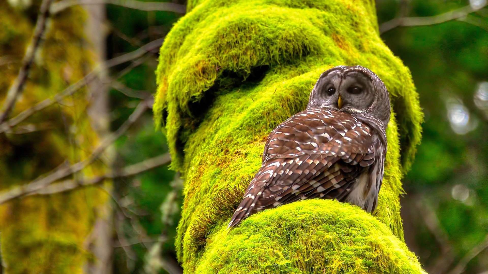 爱游戏-声带上的冠军，德甲争冠夜，那个在寂静中嘶吼的球场幽灵