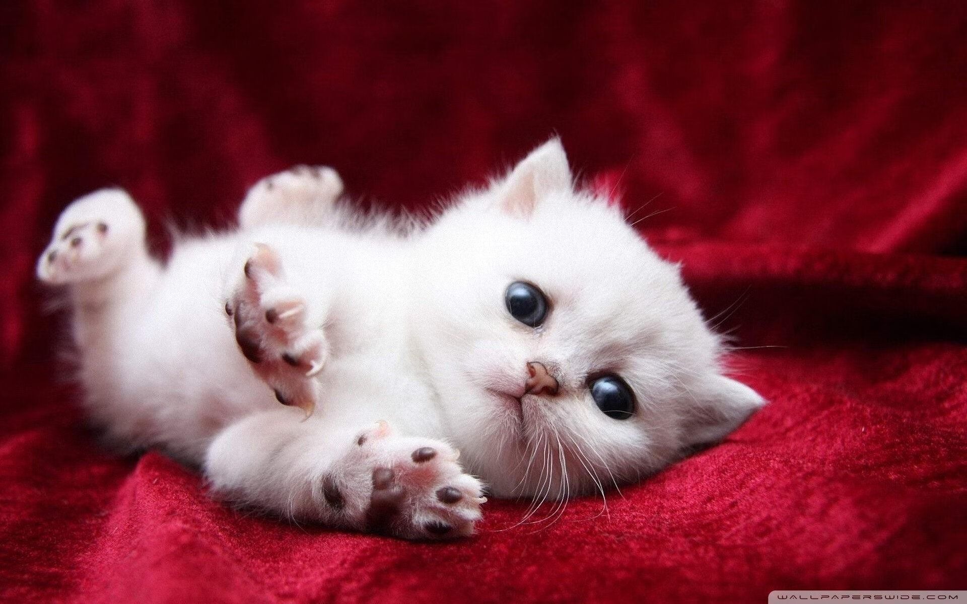 撕裂夜空的三分雨，小贾伦·杰克逊如何用致命一击定义森林狼新时代