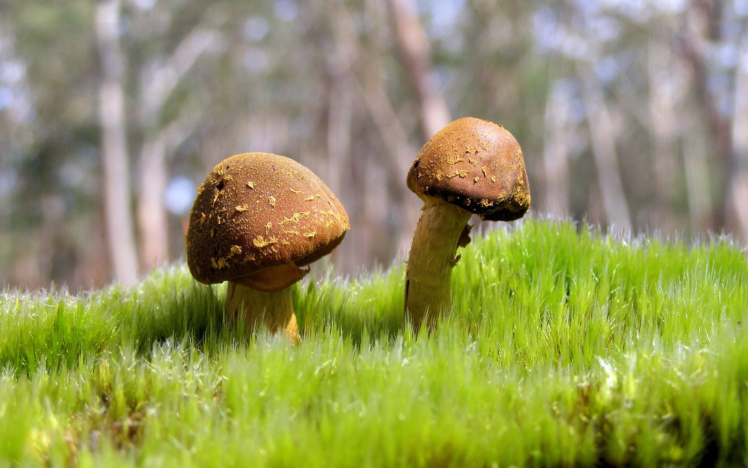 扳倒巨人之夜，草根英雄马丁内利如何用一记绝杀定义年度焦点之战