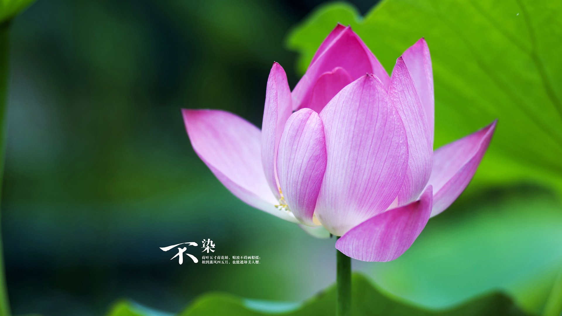 节奏之王的交响，莫德里奇舞动中场，美国完胜斯洛伐克锁定H组关键战